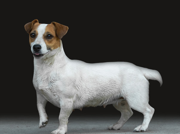 Small white dog with brown markings. Jack Russel Terrier