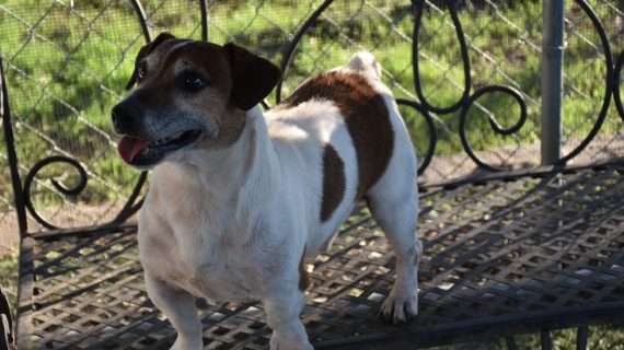 Male Jack Russel Terrier with black and brown markings on face and torso