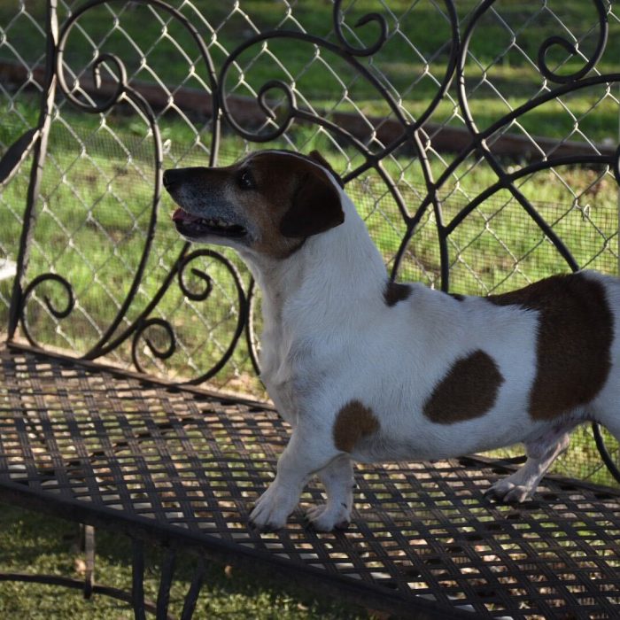 Male Jack Russel Terrier with black and brown markings on face and torso